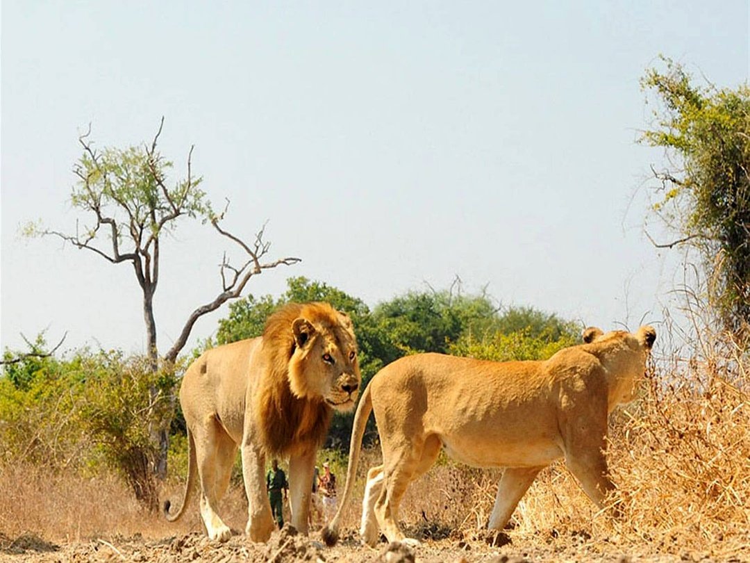 Lions in South Luangwa National Park Zambia as part of the park’s incredible wildlife