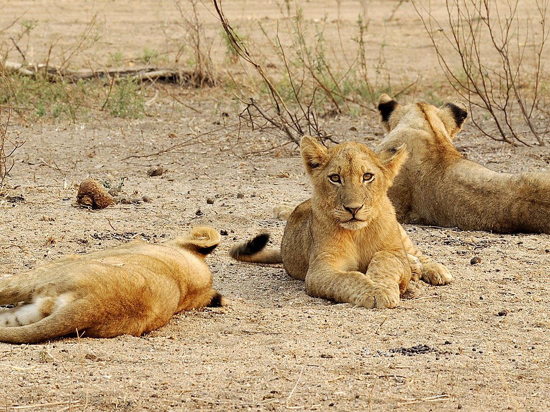 Lions resting in the dry African savanna.
