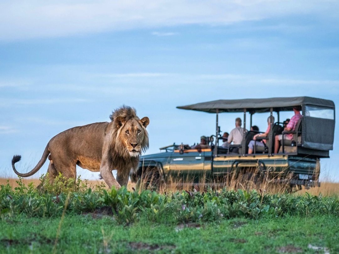 Tourists encountering a lion during a game drive in Liuwa Plain National Park, Zambia