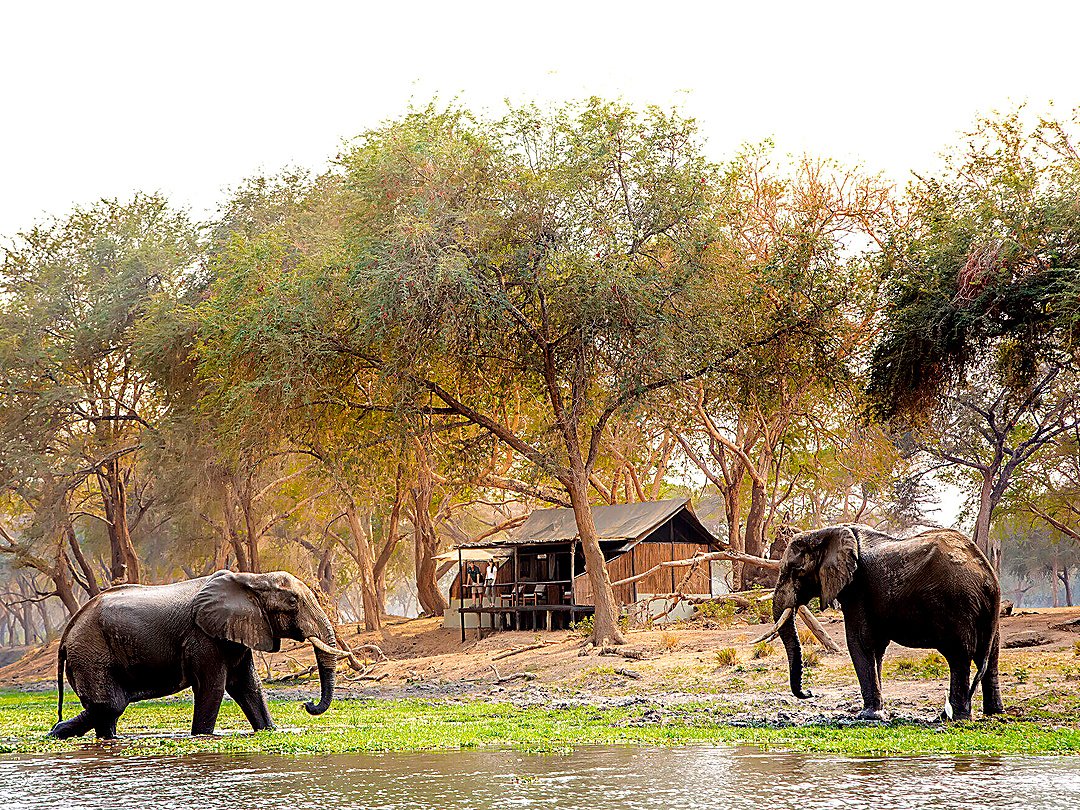Elephants in Lower Zambezi National Park, Zambia, surrounded by the park’s natural wilderness.