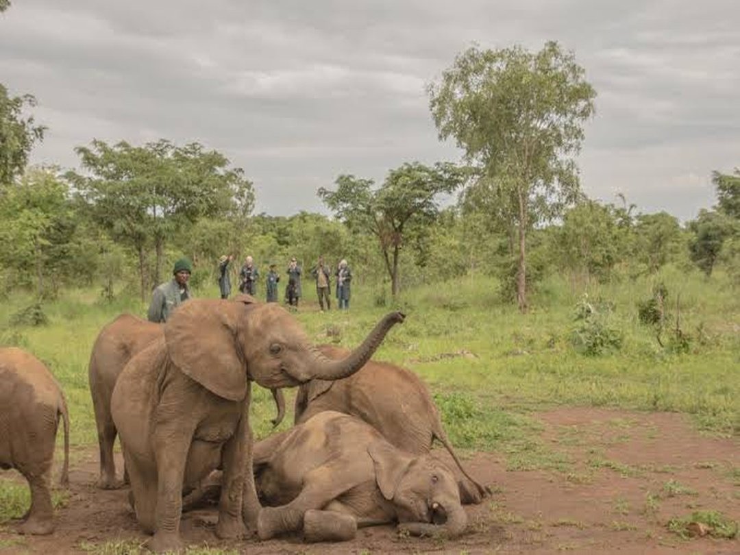 Elephants resting in Lusaka National Park, Zambia surrounded by the peaceful savannah landscape