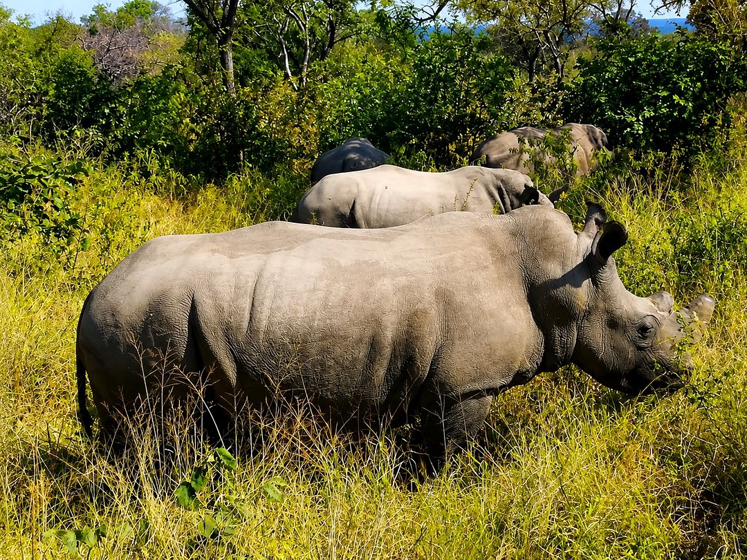 Rhinos grazing in Matobo National Park, Zimbabwe, during a Victoria Falls and Zimbabwe wildlife safari.
