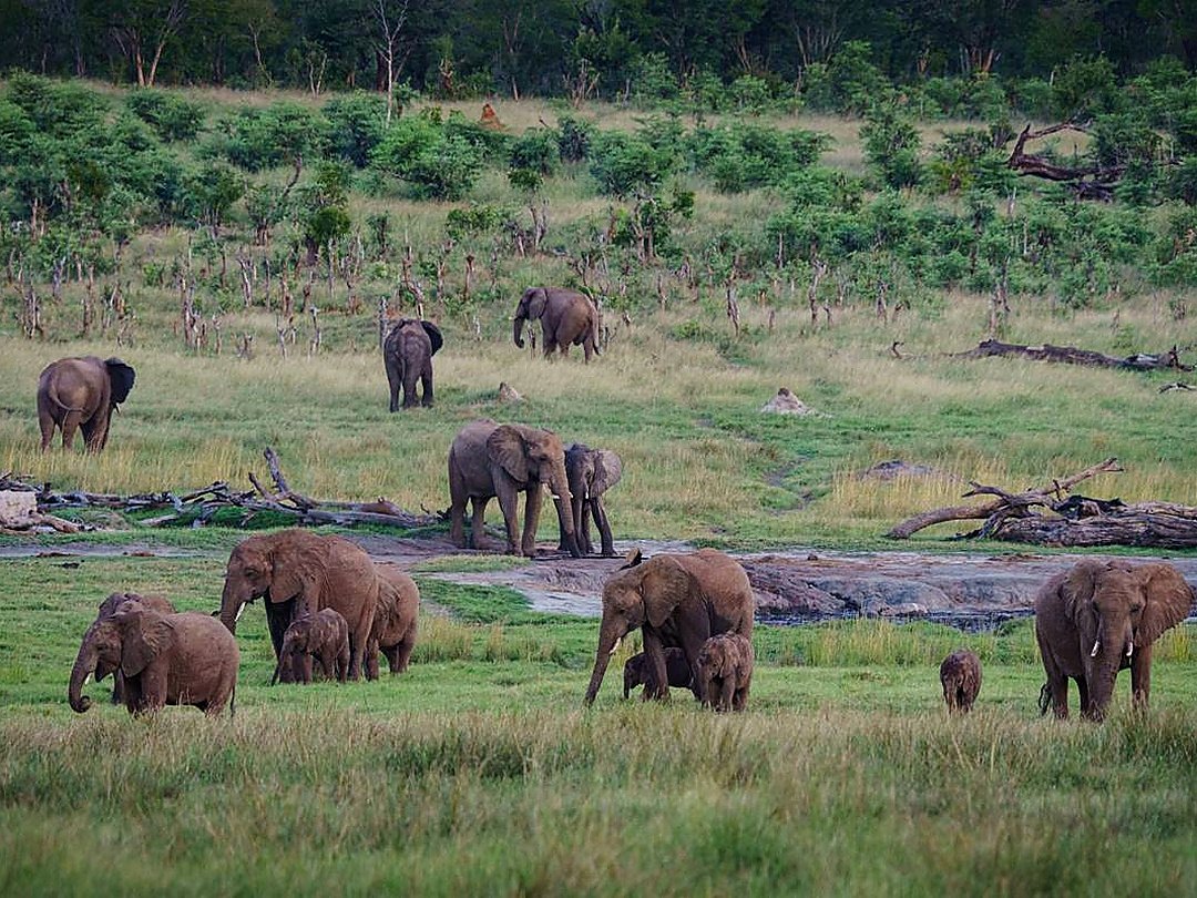 Elephants moving through mopane and savanna woodland in Zambezi National Park, Zimbabwe.