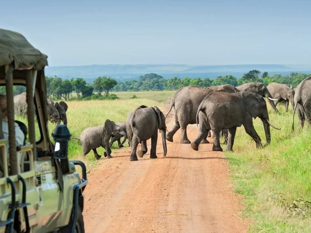 Tourists watching a herd of elephants during a game drive in Uganda’s national park savannah landscape
