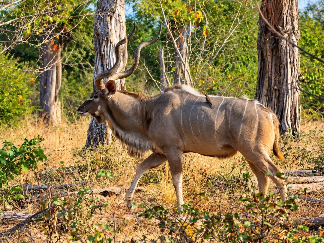 Kudu walking through the wilderness of North Luangwa National Park in Zambia.