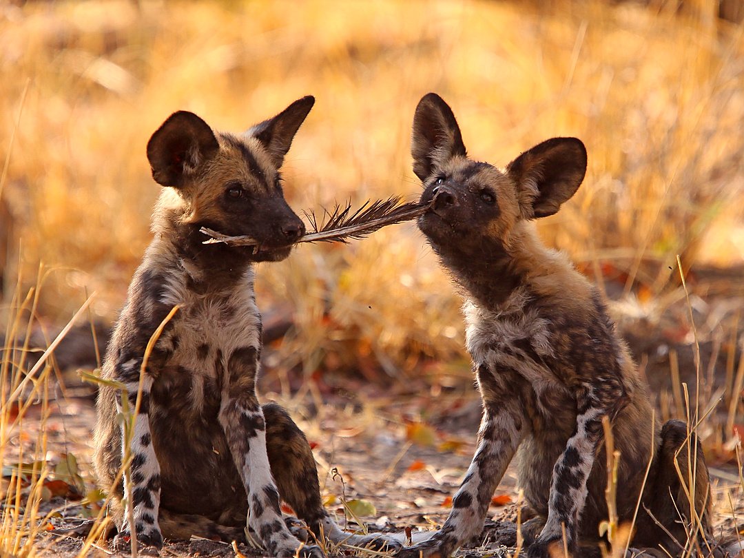 Predators seen during a game drive in Moremi Game Reserve, Botswana.