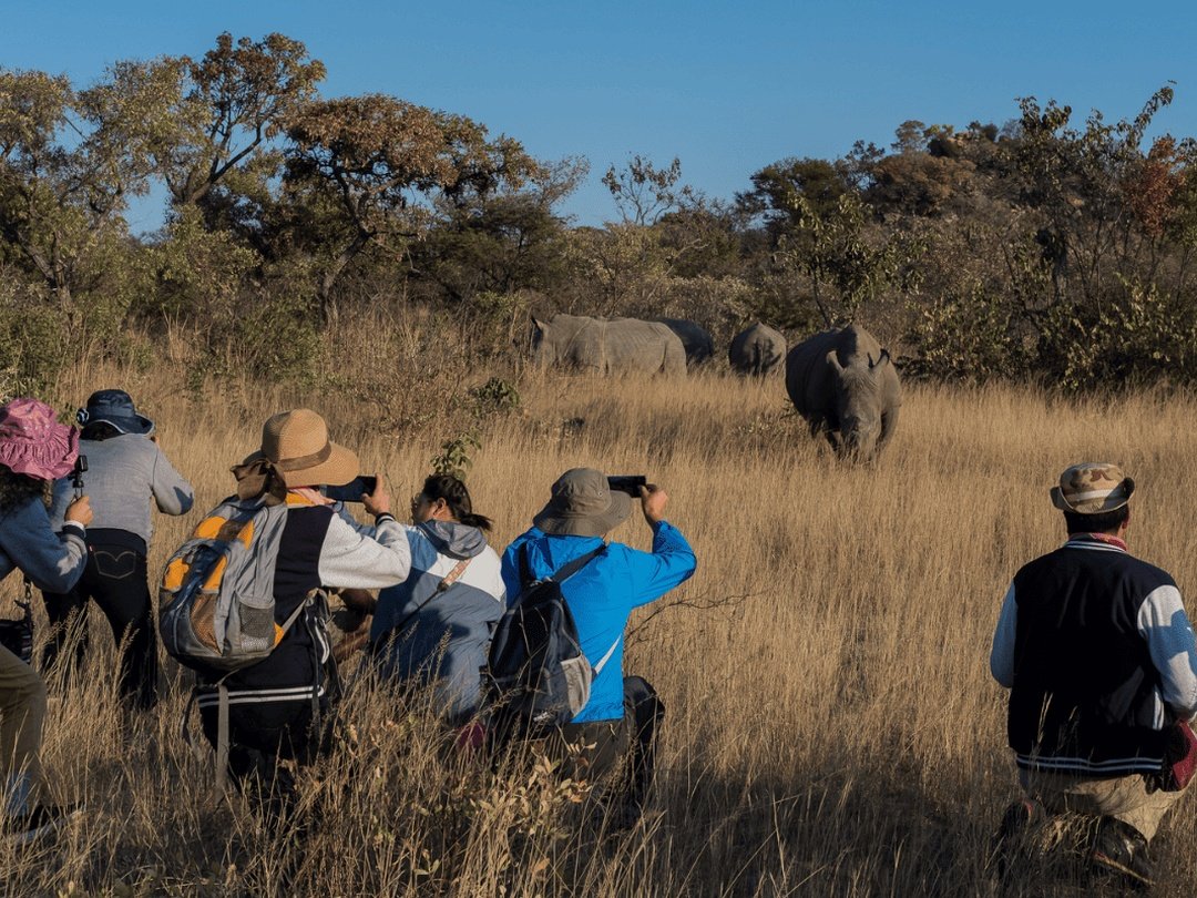 Tourists enjoying rhino tracking at Ziwa Rhino Sanctuary during a Uganda safari