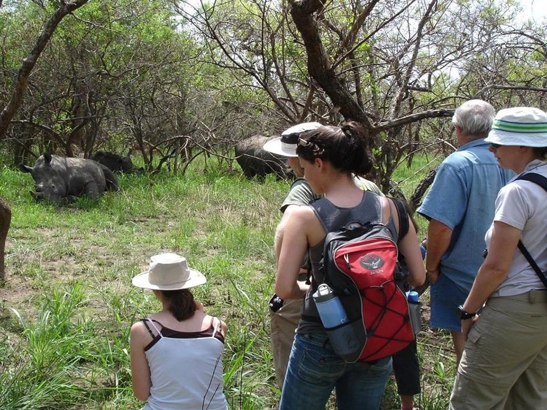 Tourists walking through the wilderness while tracking southern white rhinos at Ziwa Rhino Sanctuary in Uganda