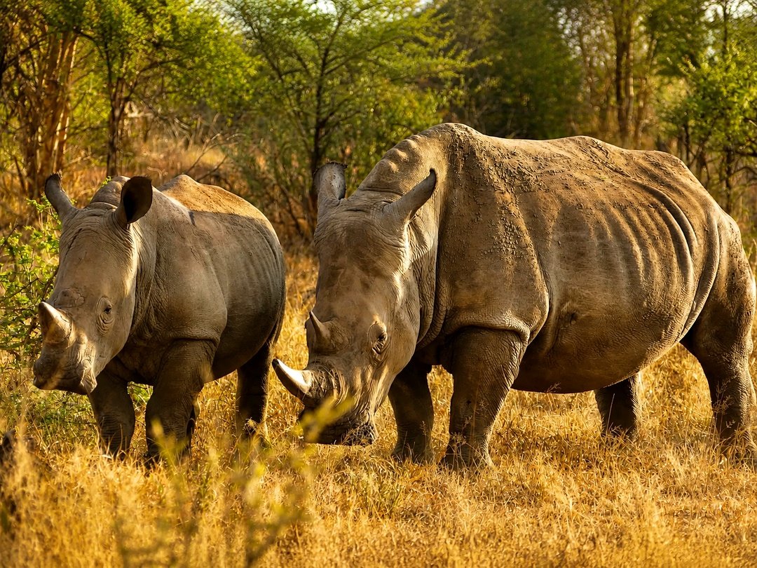 White rhinos grazing in Mosi-oa-Tunya National Park during a wildlife safari.