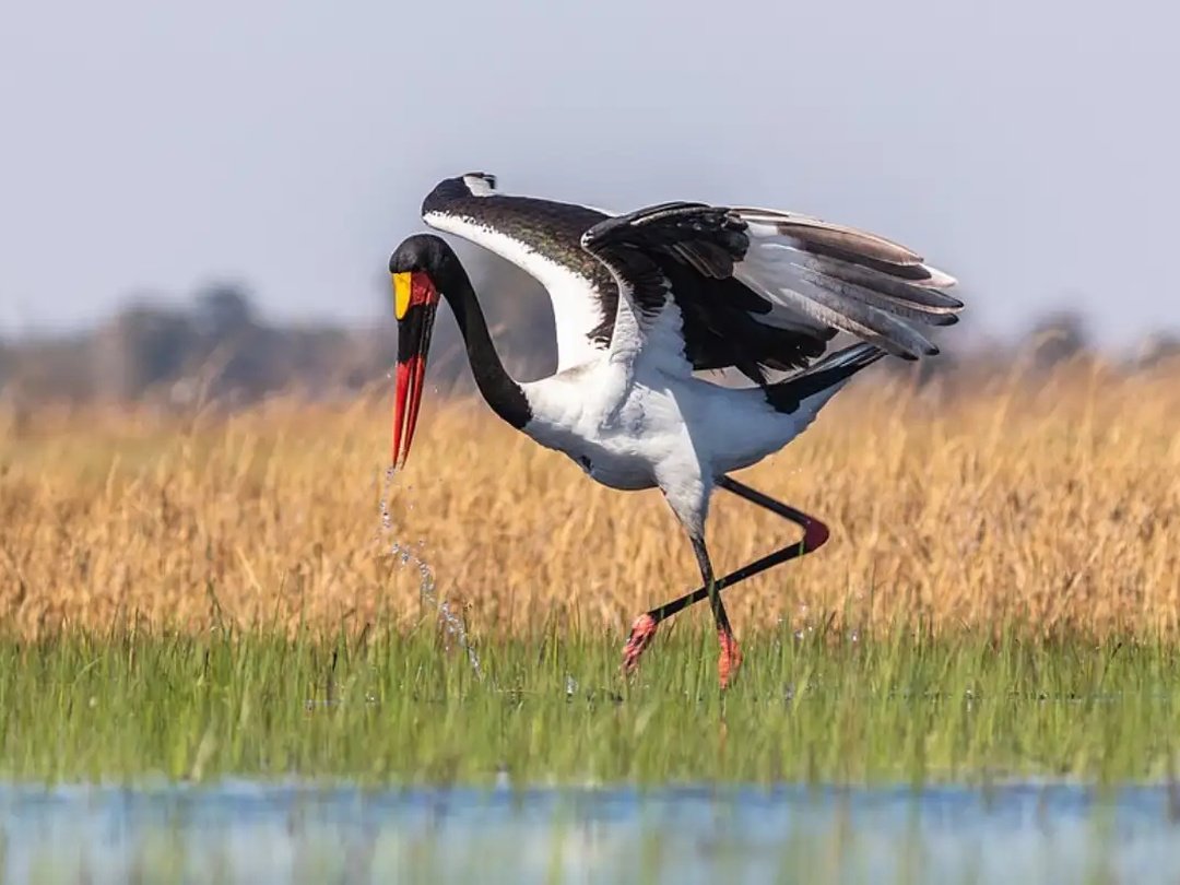 A Saddle-billed stork in Lower Zambezi National Park, Zambia