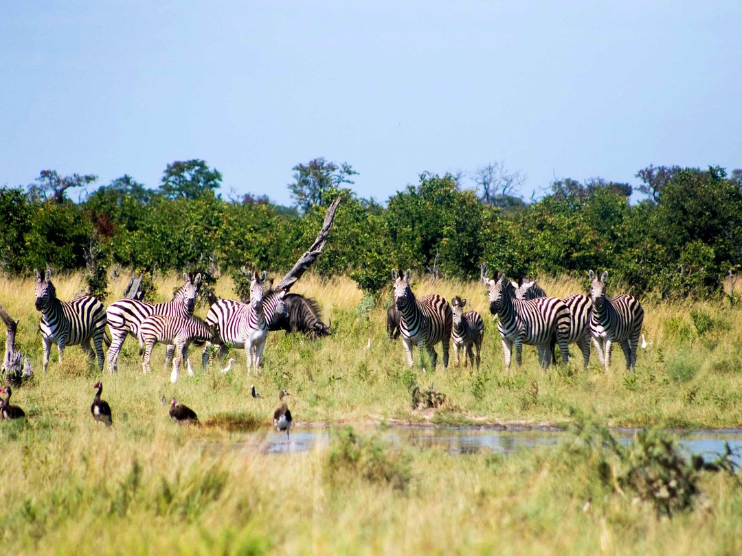 Zebras grazing in Savuti, Botswana during a wildlife safari that can be combined with a Victoria Falls and Botswana adventure.