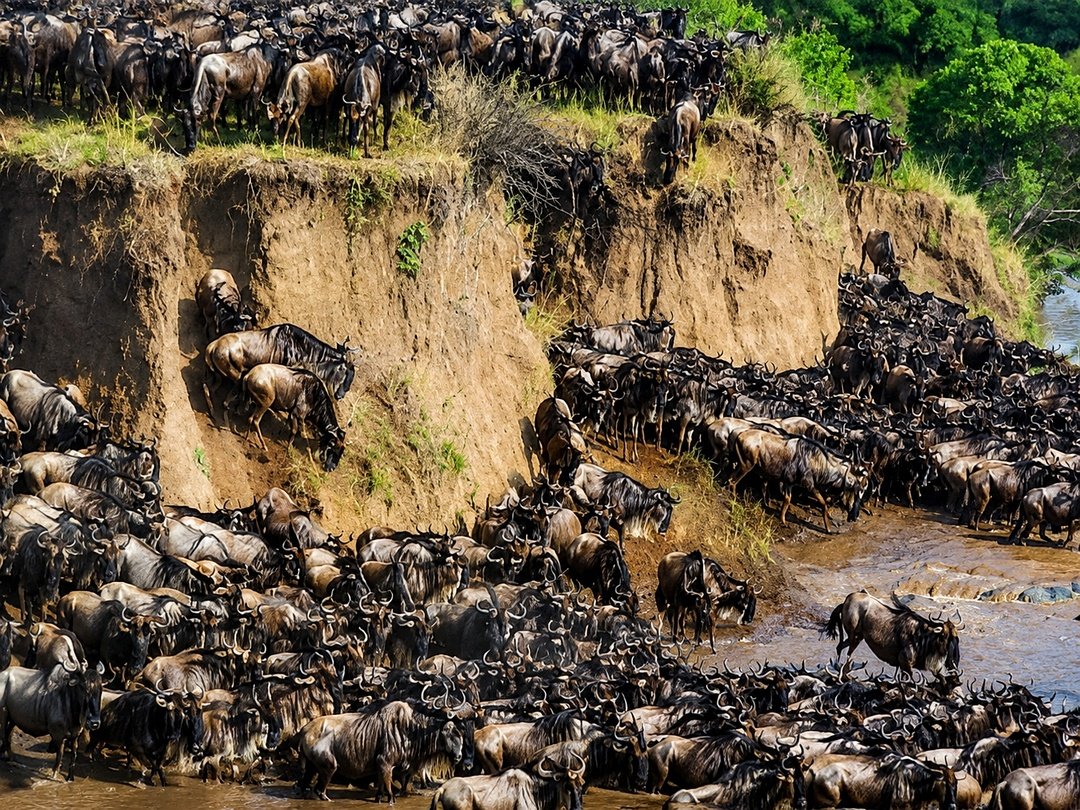 Large herd of wildebeest crossing a river during a dramatic African safari migration.