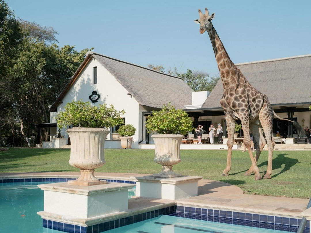 The Royal Livingstone Victoria Falls is a luxury riverside hotel offering elegant accommodation, refined hospitality, and beautiful views near the Zambezi River.