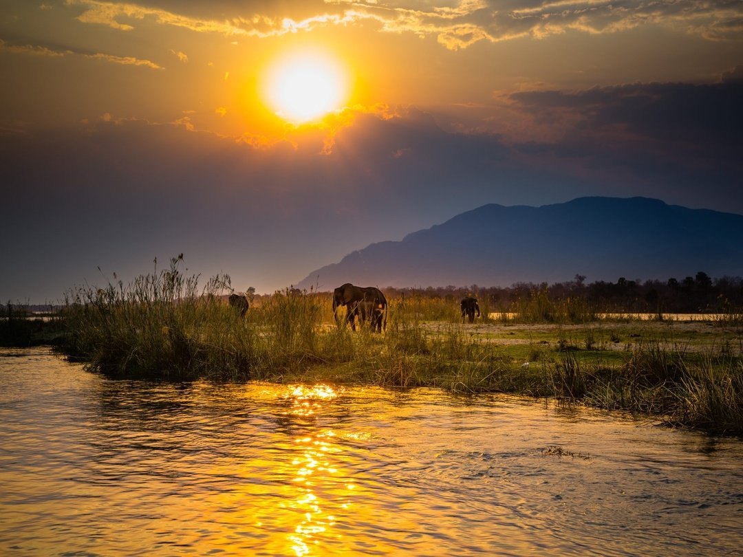 Elephants grazing along the Zambezi River at sunset, surrounded by lush riverside vegetation and golden reflections on the water during a spectacular African wildlife safari.