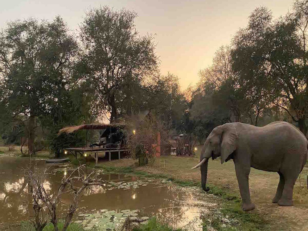 Track and Trail River Camp in South Luangwa National Park Zambia offers comfortable safari accommodation along the river with views of the surrounding wilderness.