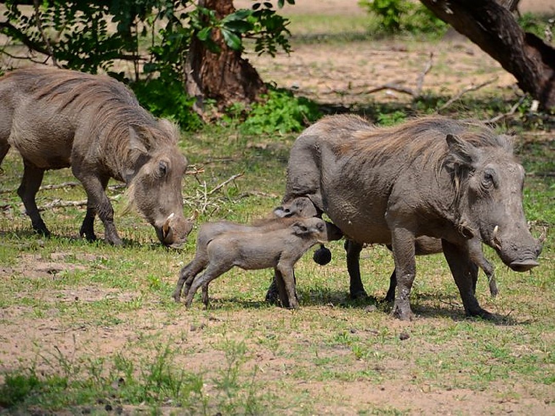 Warthogs walking through trees and woodland in the African savanna.
