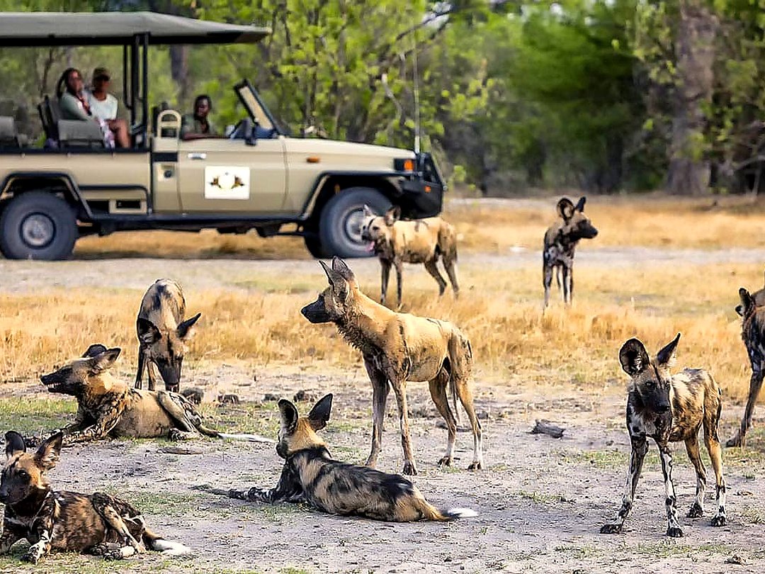 African wild dogs in the Khwai wildlife area of Botswana.