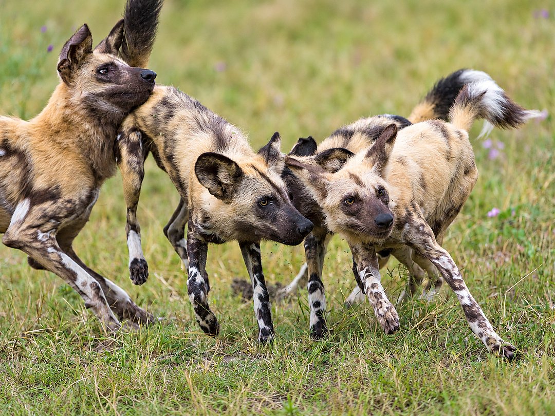 African wild dogs moving through the grasslands of Moremi Game Reserve, Botswana.