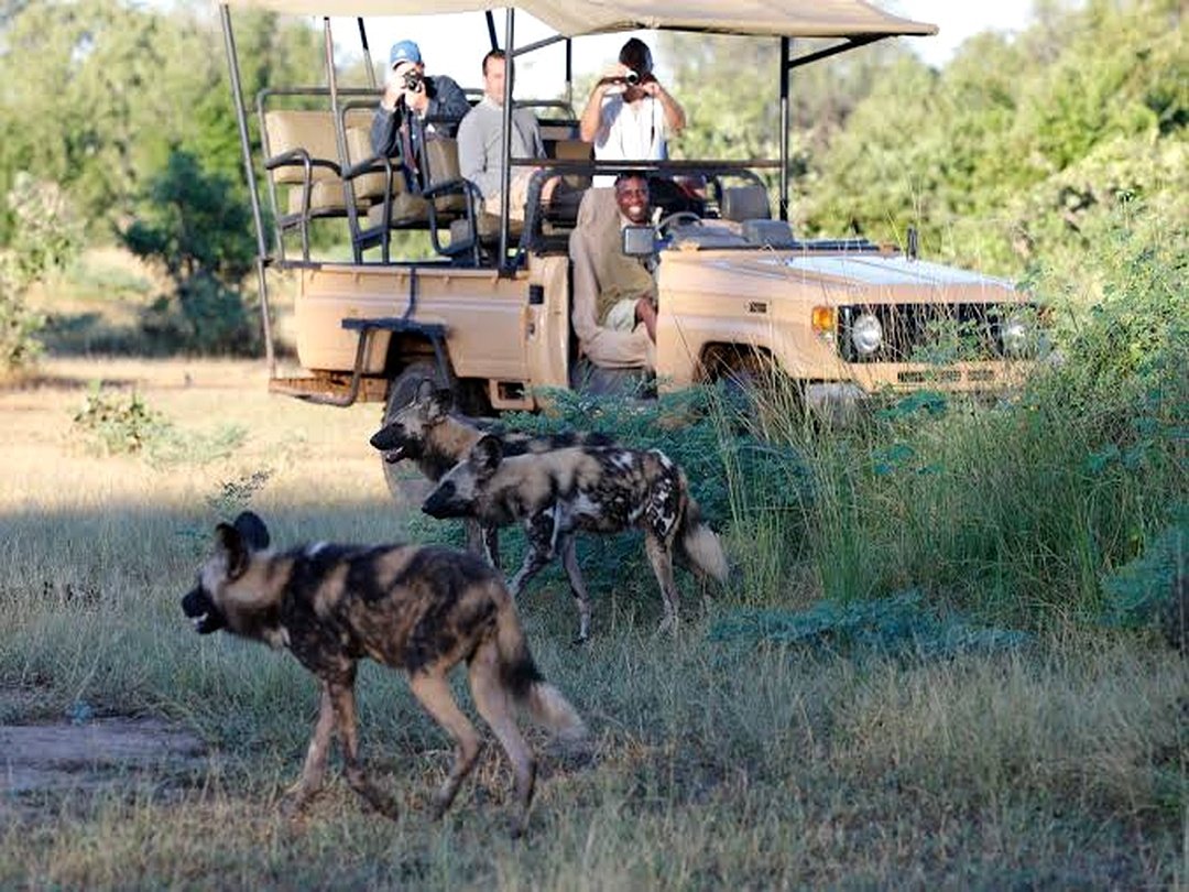 Tourists encounter African wild dogs during a guided game drive in South Luangwa National Park Zambia.