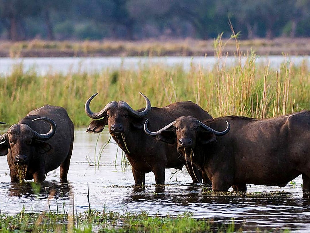 African buffaloes standing in the wetlands of Lower Zambezi National Park, Zambia.