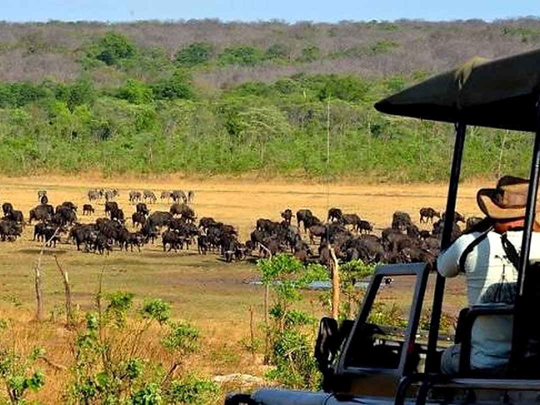 Herd of African buffaloes in the open savanna of Zambezi National Park, Zimbabwe.