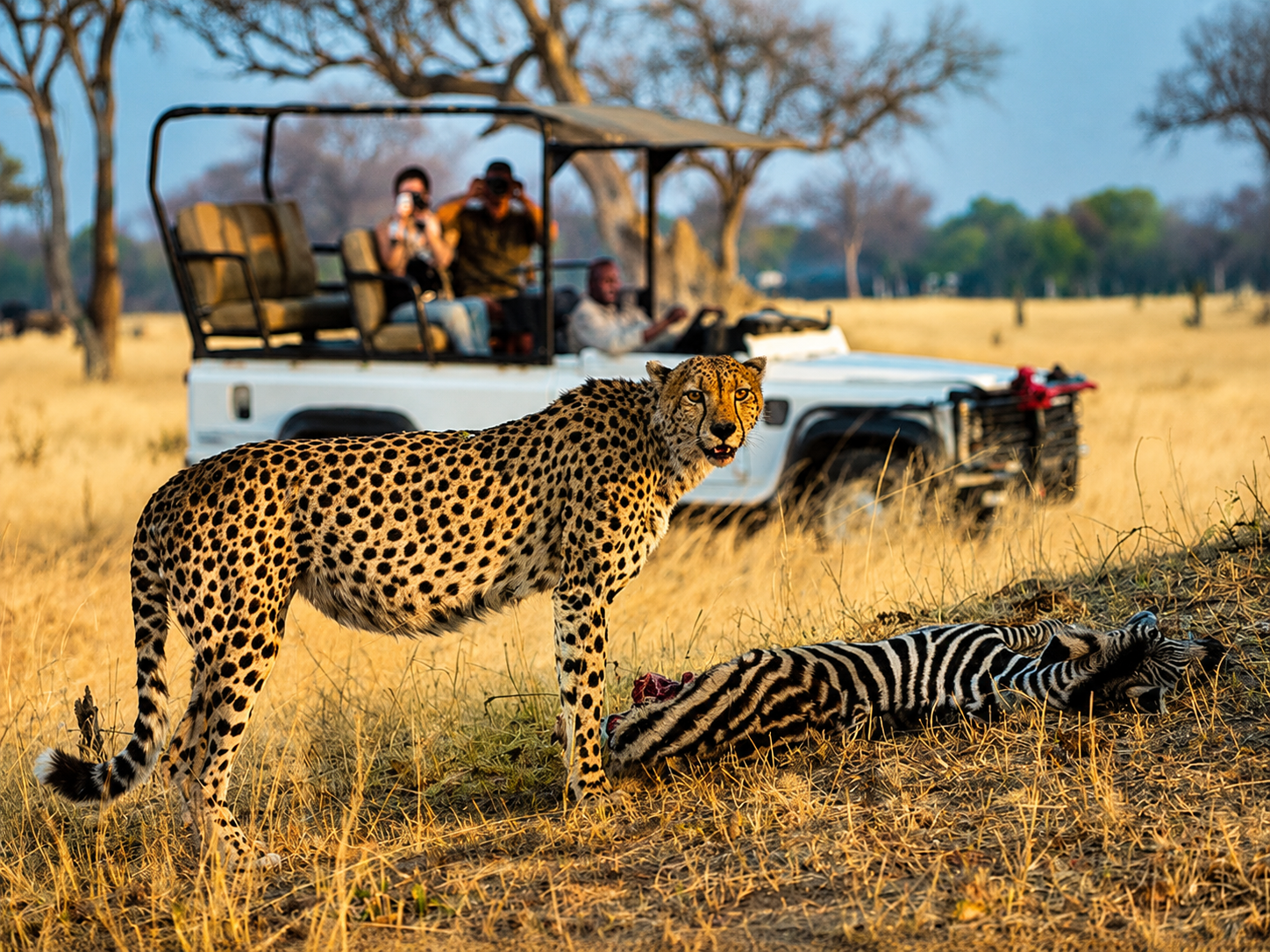 Cheetah with a zebra kill in Zambezi National Park, Zimbabwe, during a Victoria Falls wildlife safari.