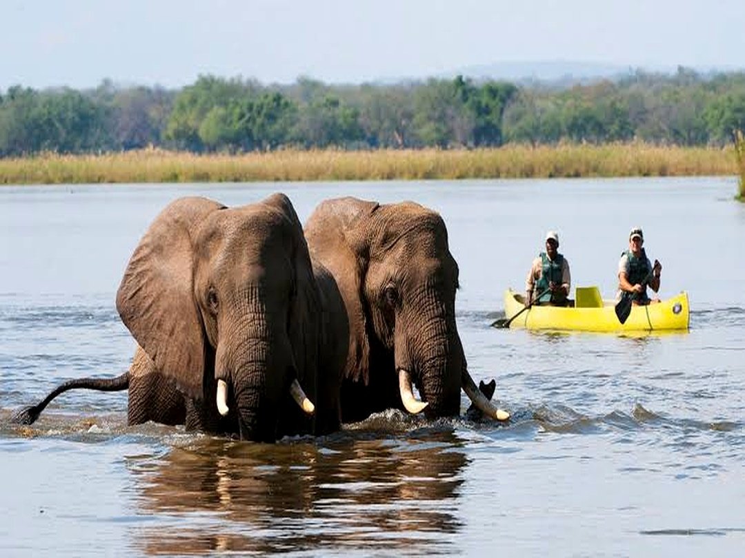 During Victoria Falls wildlife safari, elephants wading through the Zambezi River as tourists enjoy a canoe safari experience.