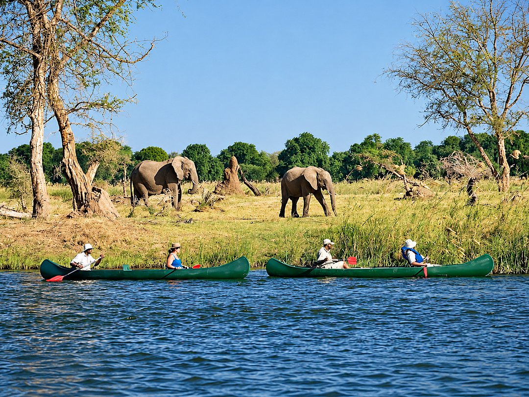 Elephants gather along the Zambezi Riverfront, creating a memorable wildlife scene during a safari in Southern Africa.