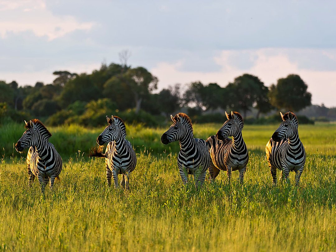 Herd of zebras standing in the grasslands of Moremi Game Reserve, Botswana.