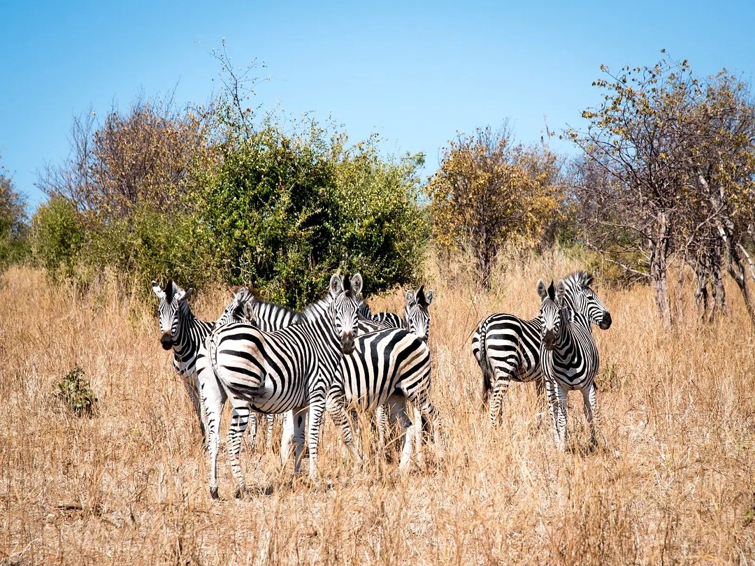 Zebras in Mosi-oa-Tunya National Park seen during a Victoria Falls and Zambia wildlife safari.