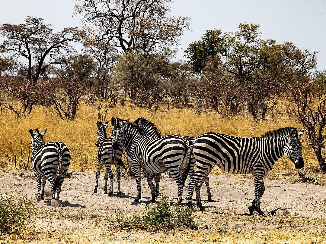 Herd of zebras standing in the African savanna.