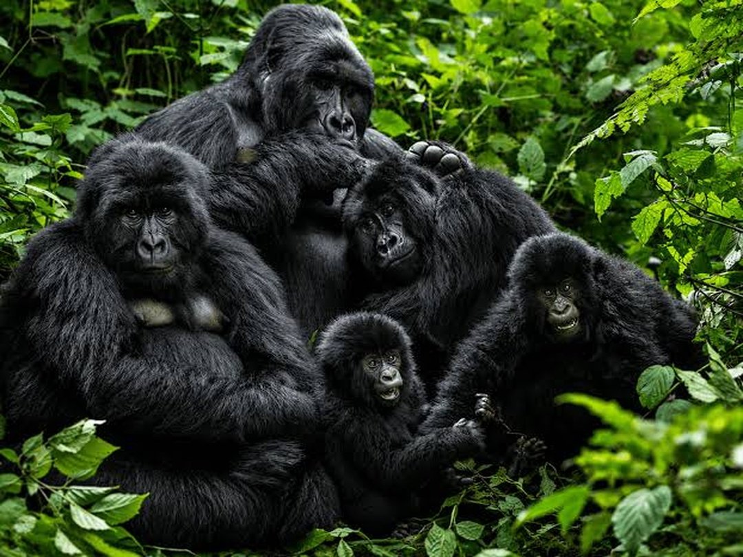 Bikingi Gorilla Family in Rushaga, Bwindi Impenetrable National Park
