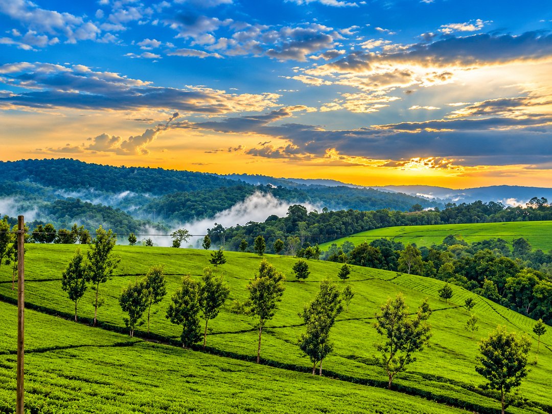 Lush green rolling hills, scattered trees and mist-covered forest valleys beneath a colourful sunset sky in southwestern Uganda.