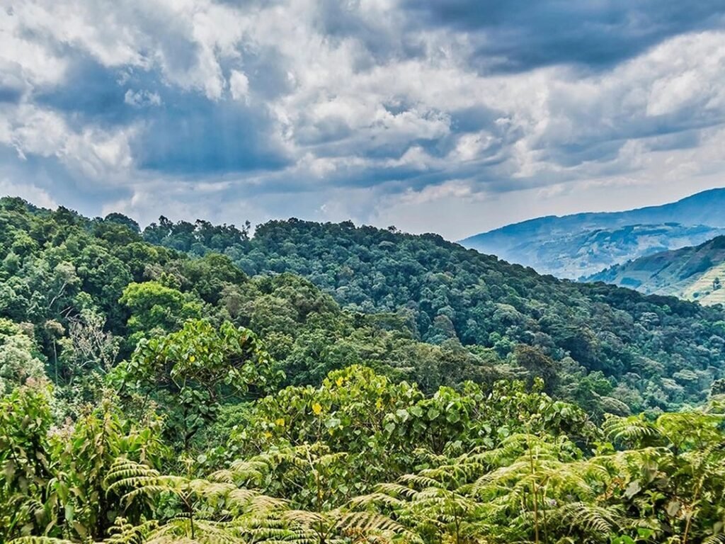 Bwindi Impenetrable National Park, one of Uganda’s leading gorilla trekking destinations