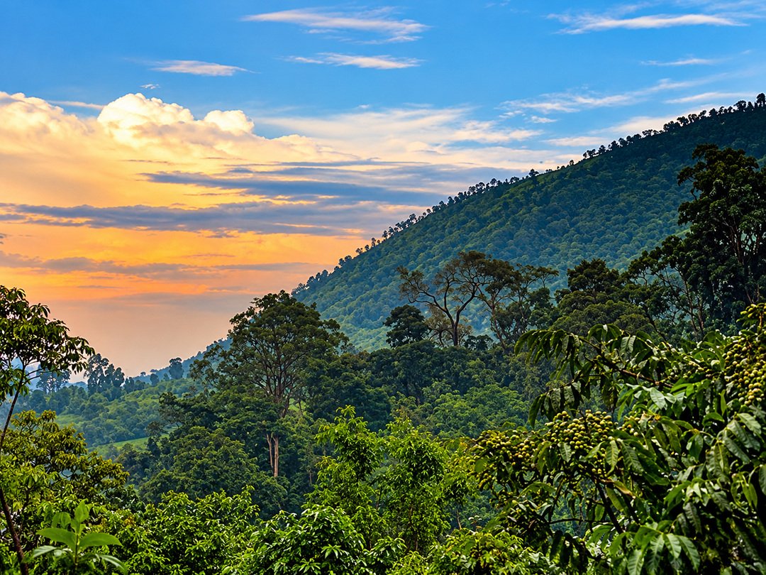 Scenic rainforest-covered mountains and sunset sky during a 4 Days Budget Gorilla Experience in Bwindi, Uganda.