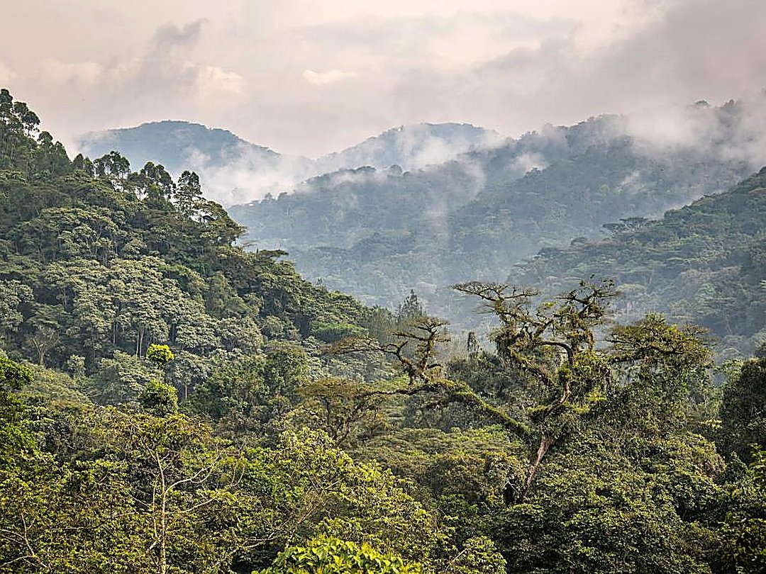 Mist-covered tropical rainforest and forested mountain slopes in Bwindi Impenetrable National Park, Uganda.