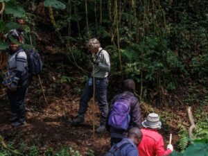 Travellers and guides trekking through dense tropical rainforest during a Uganda gorilla trekking safari
