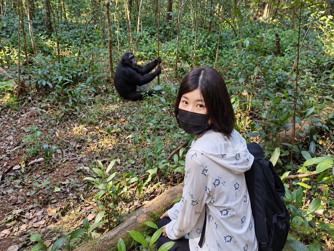 Tourist enjoying chimpanzee habituation in Kibale National Park
