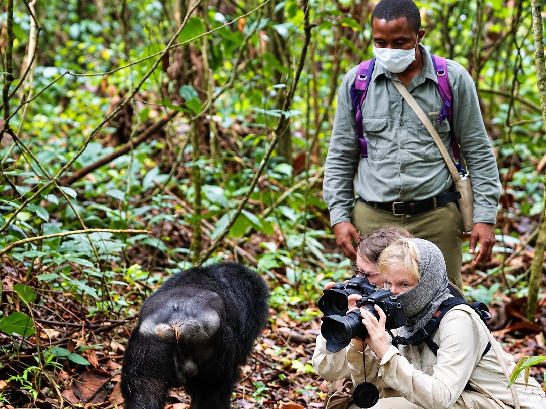 Chimpanzee trekking experience in Kibale National Park during a 6 Days Gorilla Habituation and Chimpanzee Trekking Safari in Uganda