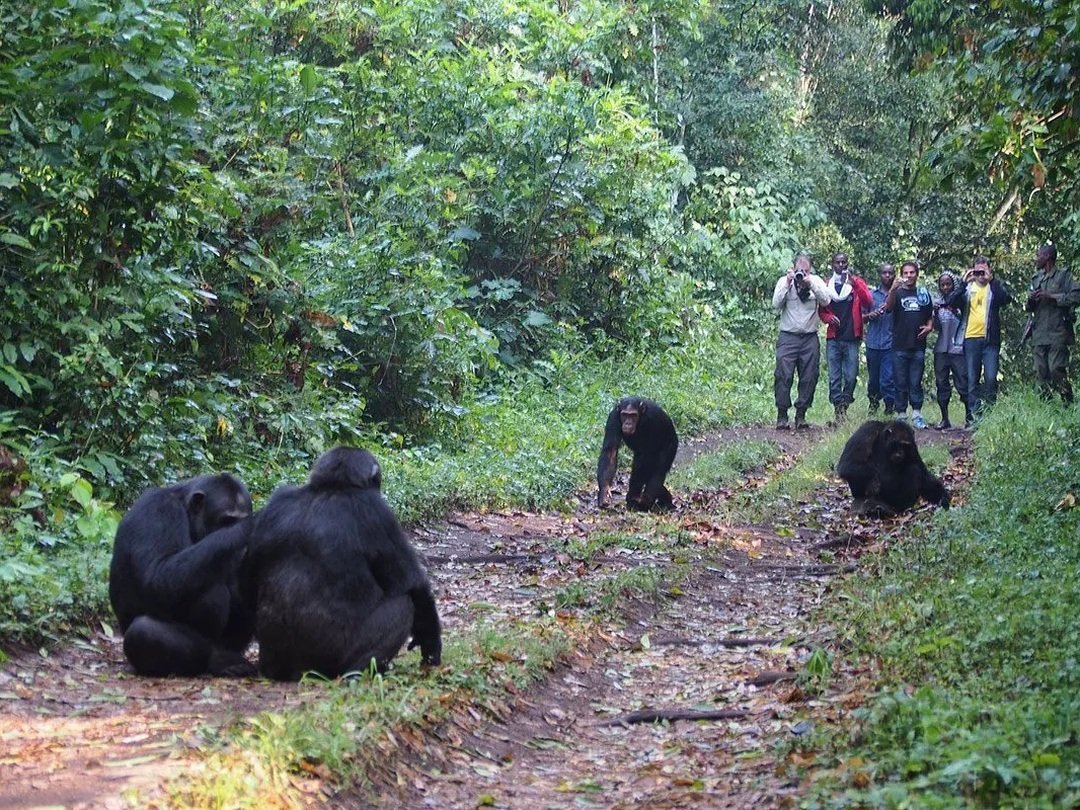 Tourists enjoying photography during chimpanzee trekking in Kibale Forest National Park, Uganda