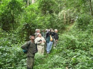 Travellers with a ranger searching for chimpanzees in the tropical forest during a Uganda primate safari