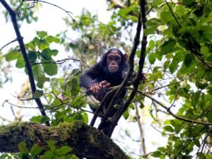 Chimpanzee resting in a tree during chimpanzee trekking in Kibale National Park, Uganda