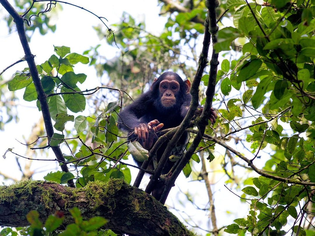 Chimpanzee in Kibale Forest National Park, Uganda