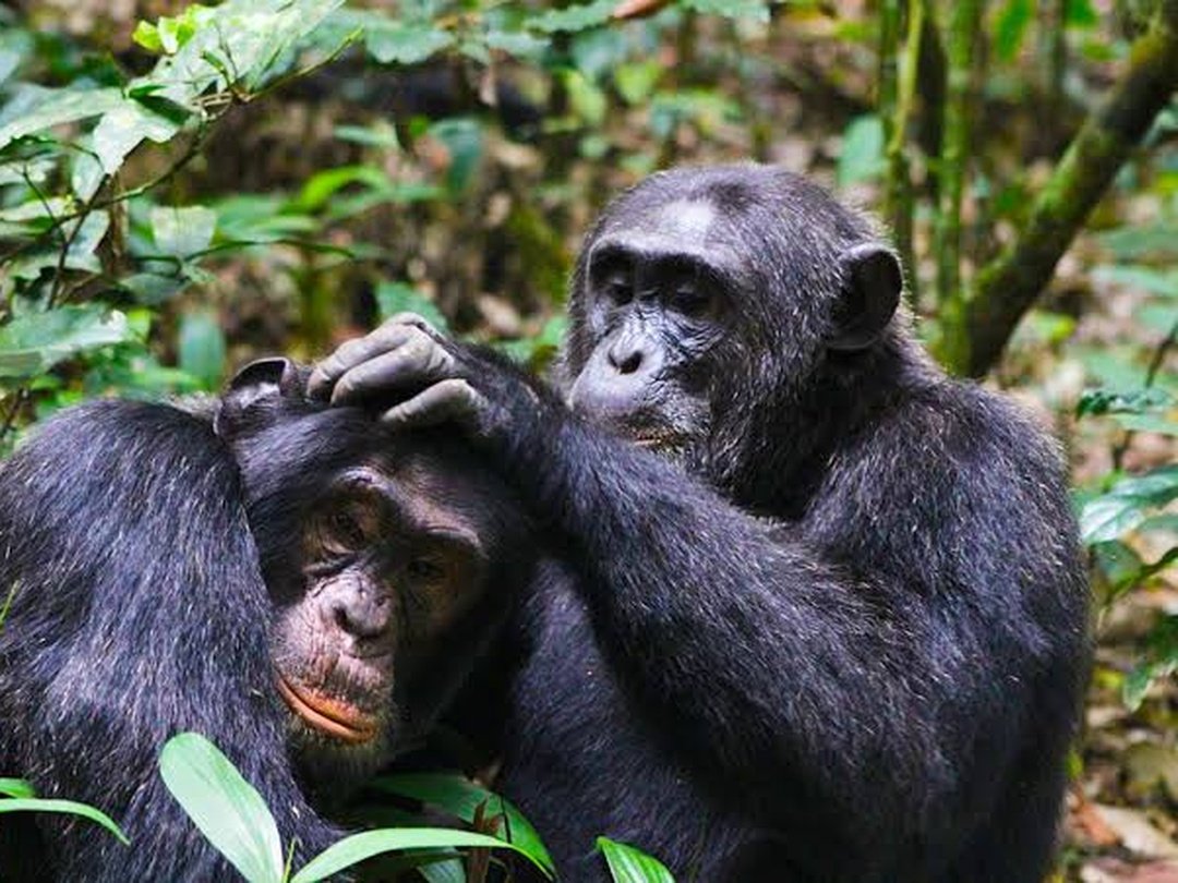 Chimpanzees in Kibale Forest National Park during a Uganda safari