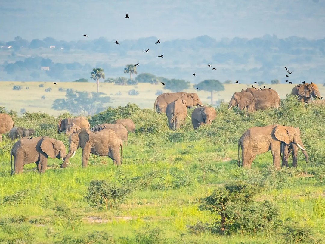 Elephants in Murchison Falls National Park during a Uganda wildlife safari