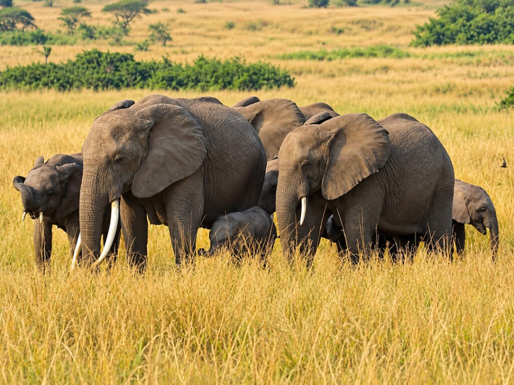 A herd of elephants in Queen Elizabeth National Park were encountered during a game drive on a group joining safari in Uganda.