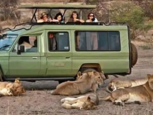 Tourists viewing a pride of lions during a game drive