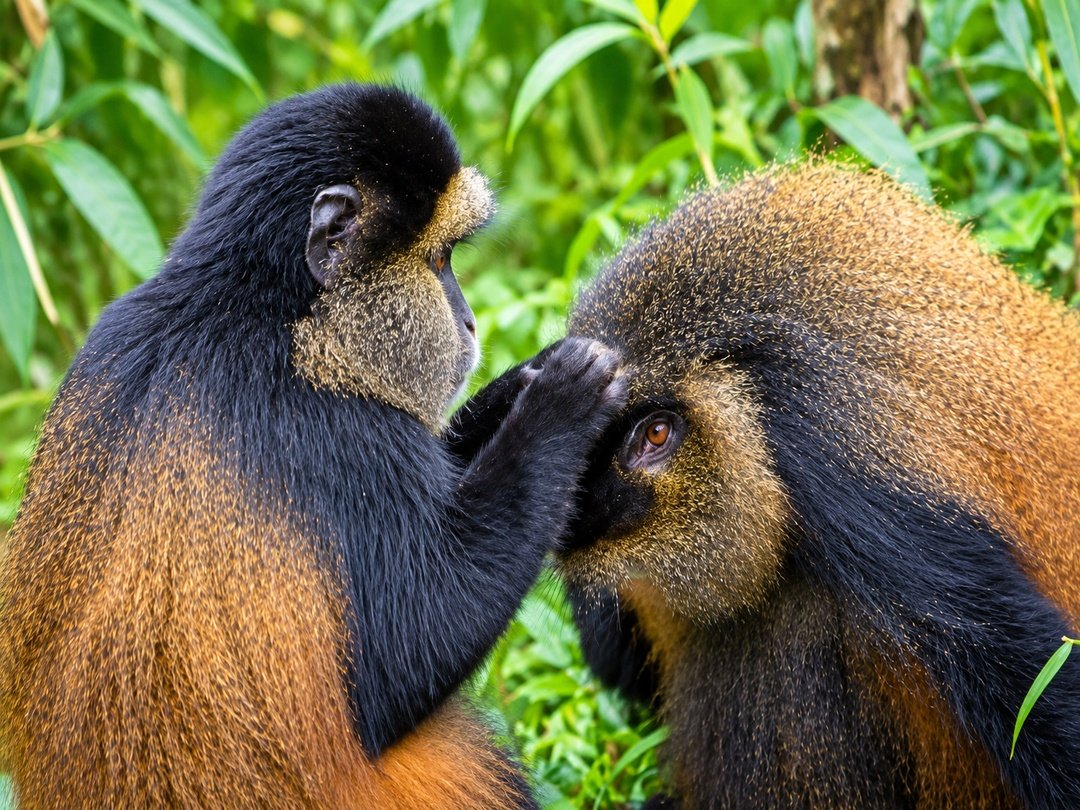Golden monkey in Mgahinga Gorilla National Park