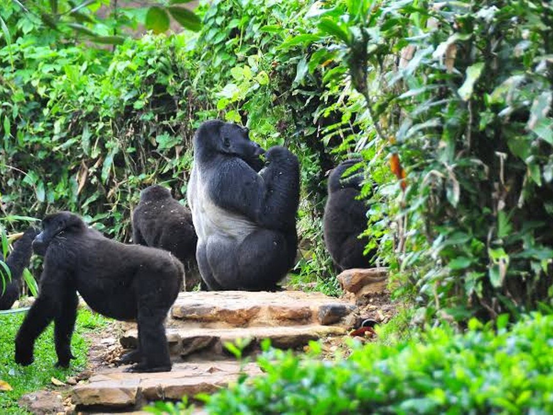 Mountain gorilla family with a silverback and young gorillas resting and feeding among lush green vegetation.