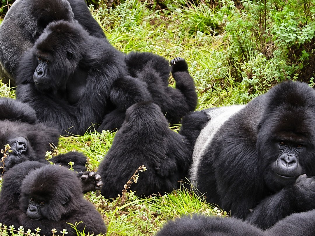 Gorilla family in the Ruhija Sector of Bwindi Impenetrable National Park, one of the rewarding families to encounter during a Gorilla Group Joining Safari From Entebbe